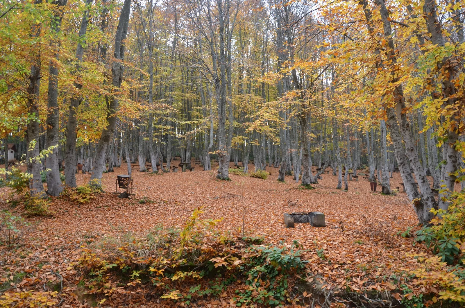 Göldağı